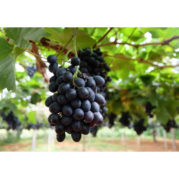 VINSKA TRTA NERO L11