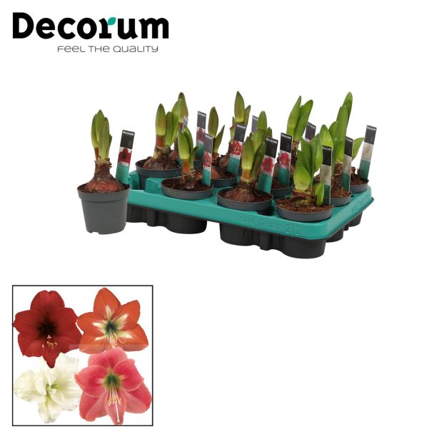 CVETOČA SOBNA RASTLINA VITEZOVA ZVEZDA KOLIBRI MIX L9