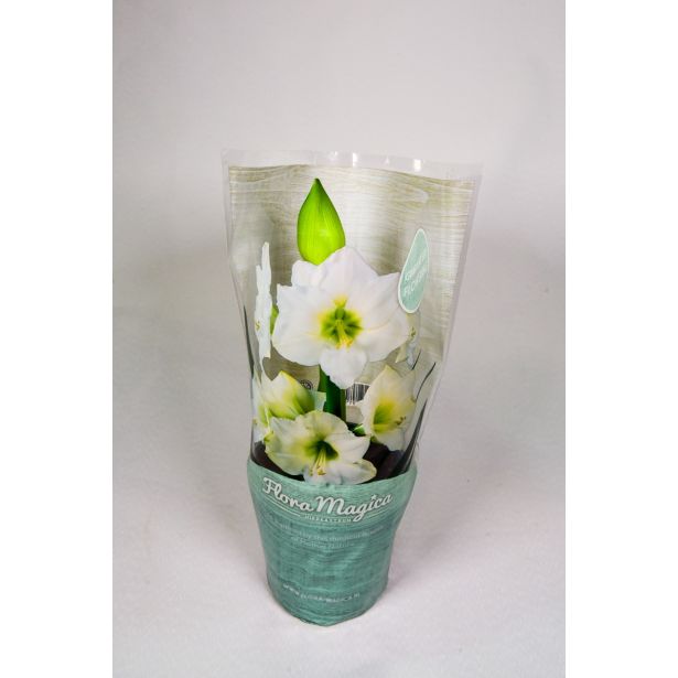 CVETOČA SOBNA RASTLINA VITEZOVA ZVEZDA L13 MIX