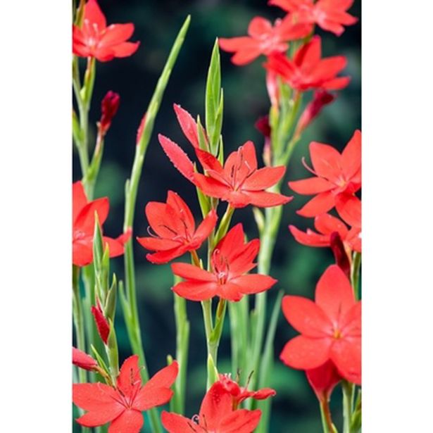 VODNE RASTLINE VODNA LILIJA MAJOR L 9