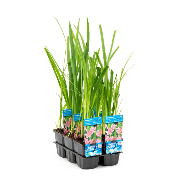 VODNE RASTLINE VODNA LILIJA MRS HEGARTY L9