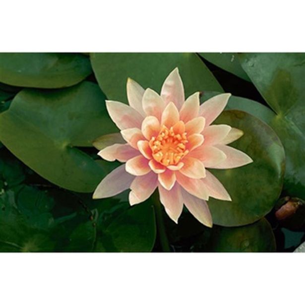 VODNE RASTLINE MARELIČNI LOKVANJ L 11