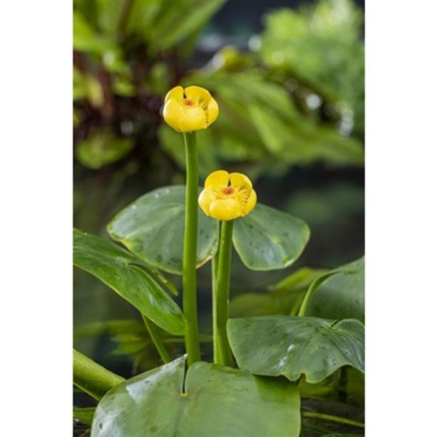 VODNE RASTLINE RUMENI BLATNIK L 11