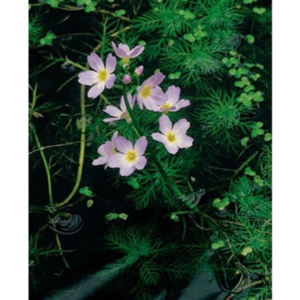 VODNE RASTLINE VODNA GREBENIKA L 11