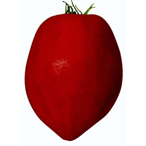 PLODOVKE VOLOVSKO SRCE COEUR DE BOEUF L12