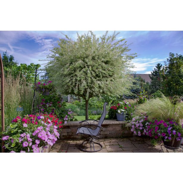 VRBA JAPONSKA PISANOLISTNA L19