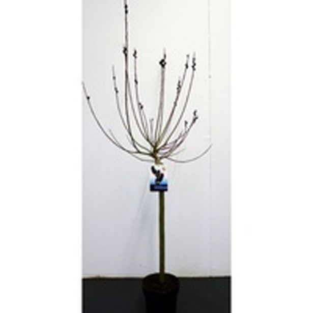 LISTAVEC VRBA MELANOSTACHYS NA STEBLU L19