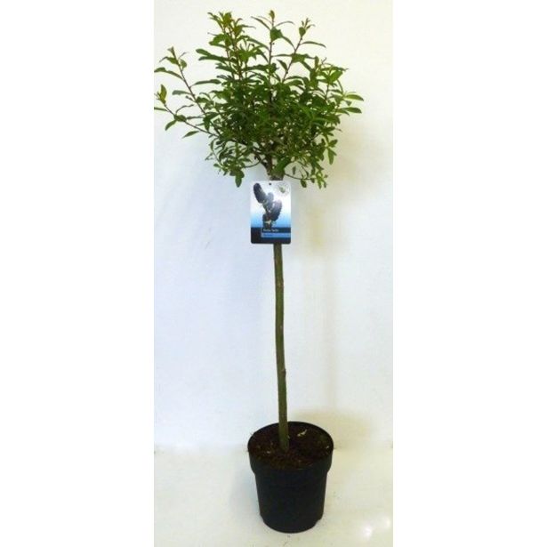 LISTAVEC VRBA MELANOSTACHYS NA STEBLU L19