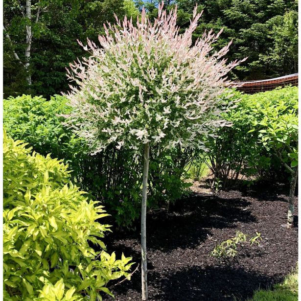 VRBA SALIX HAKURO NISHIKI NA DEBLU L19 CM