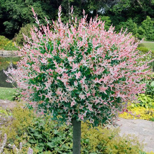 VRBA SALIX HAKURO NISHIKI NA DEBLU L19 CM
