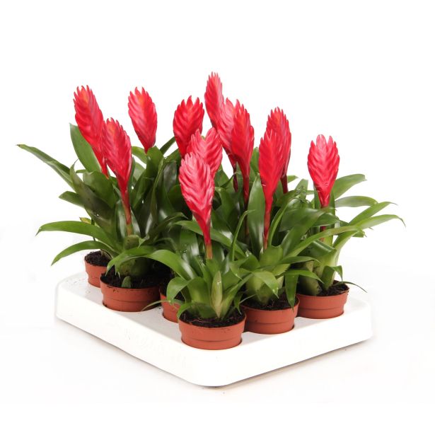 CVETOČA SOBNA RASTLINA VRIESEJA CHRISTIANE L7