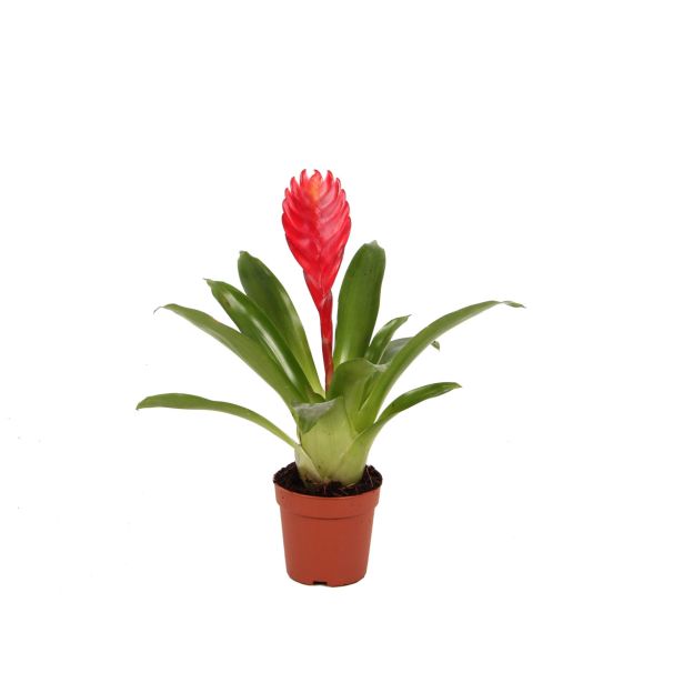 CVETOČA SOBNA RASTLINA VRIESEJA CHRISTIANE L7