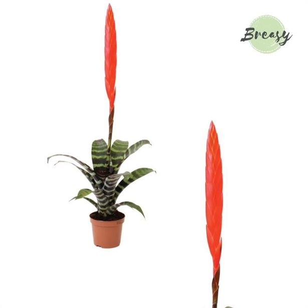 CVETOČA SOBNA RASTLINA VRISEJA ERA L9