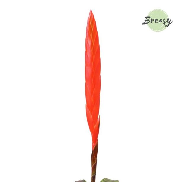 CVETOČA SOBNA RASTLINA VRISEJA ERA L9