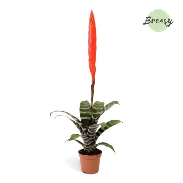 CVETOČA SOBNA RASTLINA VRISEJA ERA L9