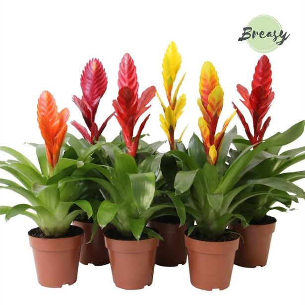 CVETOČA SOBNA RASTLINA VRISEJA MIX L12