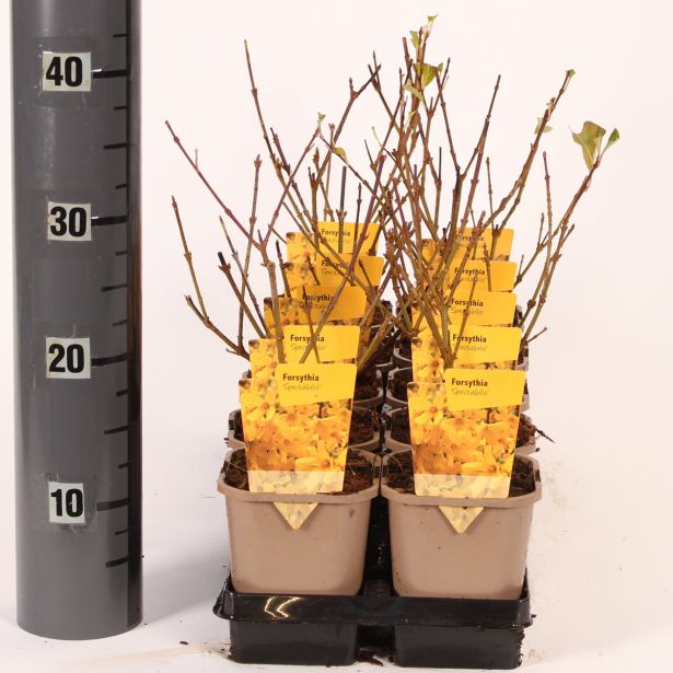 CVETOČA GRMOVNICA VRTNA FORZICIJA SPECTABILIS