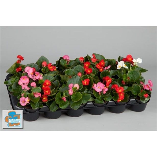 SEZONSKA RASTLINA VRTNE BEGONICE MIX L9