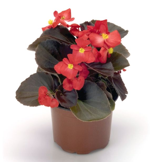 SEZONSKA RASTLINA VRTNE BEGONICE MIX L9