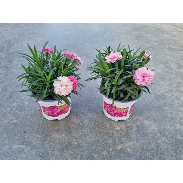 MIX POMLADNIH RASTLIN VRTNI NAGELJ L10.5