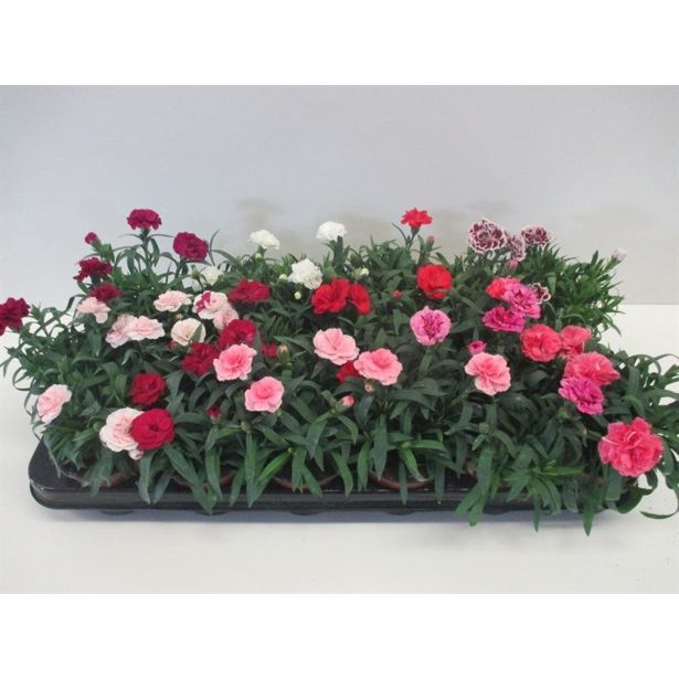 SEZONSKA RASTLINA VRTNI NAGELJ MIX L10