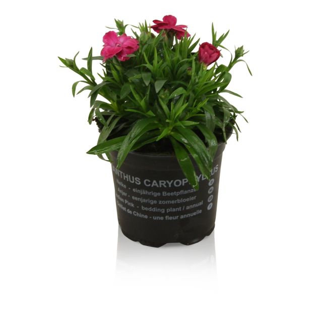 SEZONSKA RASTLINA VRTNI NAGELJ MIX L10