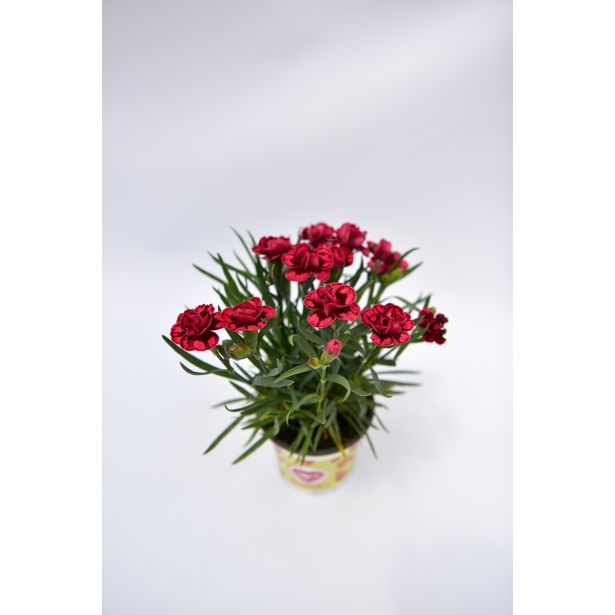 SEZONSKA RASTLINA VRTNI NAGELJ MIX L10