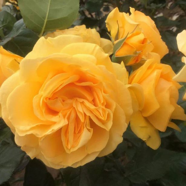 VRTNICA ABSOLUTELY FABULOUS (DIŠEČA, ODPOPRNA) L3L