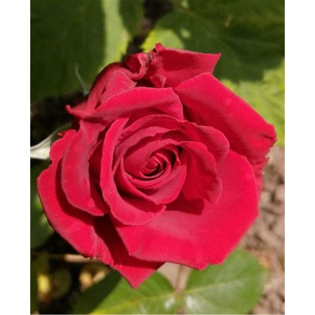 VRTNICA CRYSAL IMPERIAL ŽIVO RDEČ 2L VREČKA