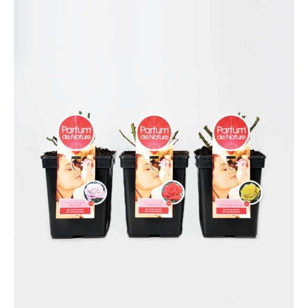 VRTNICA DIŠEČA VRTNICA