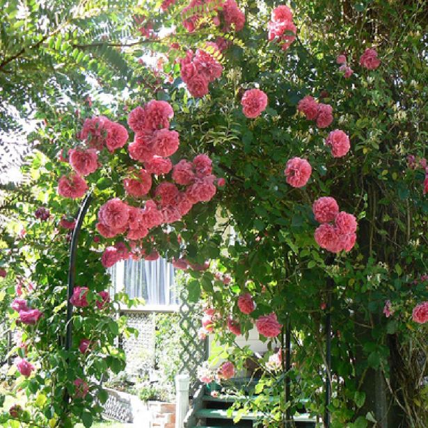 VRTNICA ELIZABETH QUEEN PLEZAJOČA ROZA 2L VREČKA