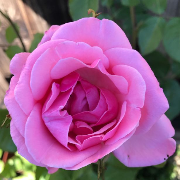 VRTNICA ELIZABETH QUEEN PLEZAJOČA ROZA 2L VREČKA