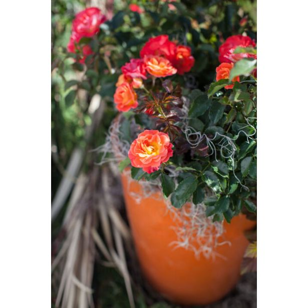 VRTNICA GRMASTA EASY ELEGANCE L19CM