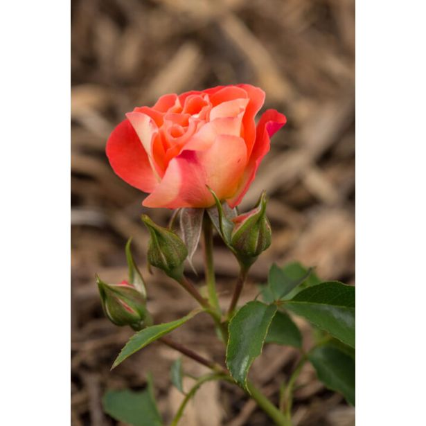 VRTNICA GRMASTA EASY ELEGANCE L19CM