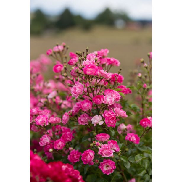 VRTNICA GRMASTA EASY ELEGANCE L19CM