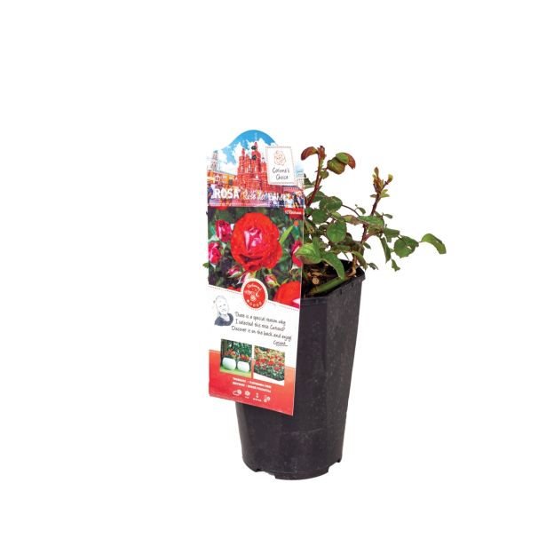 VRTNICA KORDES MIX L19