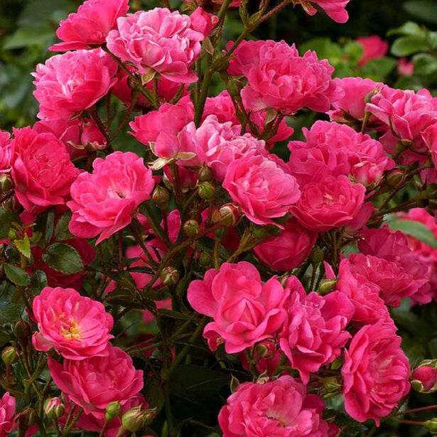 VRTNICA LOVELY FAIRY (POKROVNA, ODPORNA) L2L