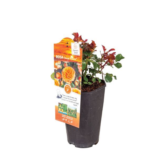 VRTNICA VRTNICA MEILOVE MIX L19