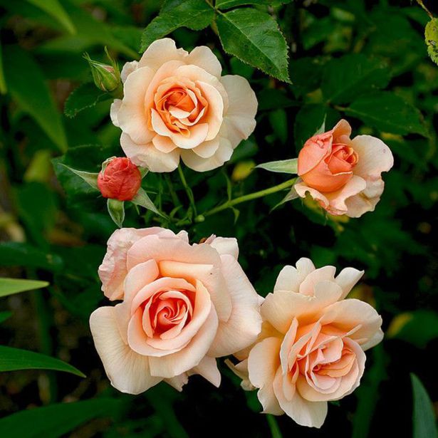 VRTNICA MICHELE SVETLO ROZA 2L VREČKA