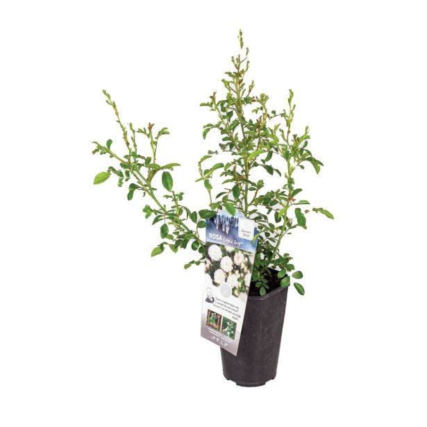 VRTNICA VRTNICA MIX 4 BARVE L19