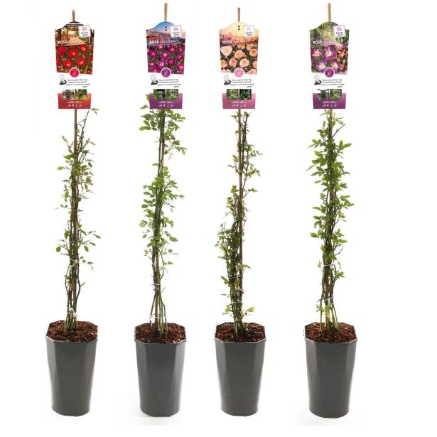 VRTNICA MIX PLEZAJOČA L19