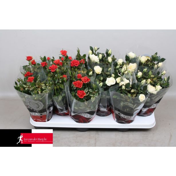 VRTNICA MIX Z BLEŠČICAMI L10.5