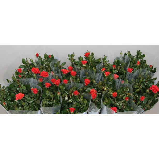 VRTNICA MIX Z BLEŠČICAMI L10.5