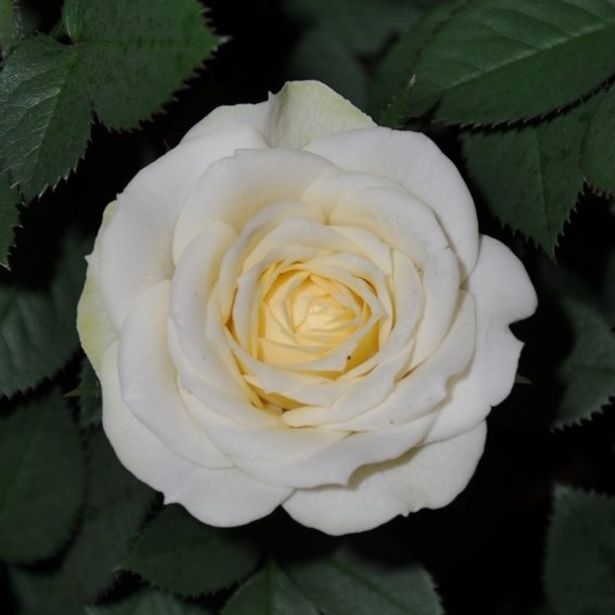 VRTNICA MIX Z BLEŠČICAMI L10.5