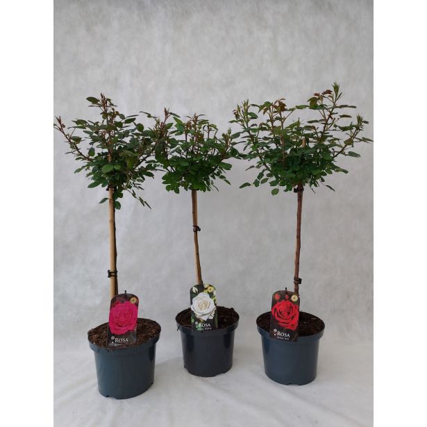 VRTNICA NA STEBLU L21