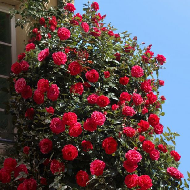 VRTNICA NEW YORK PLEZAJOČA RDEČA 2L VREČKA