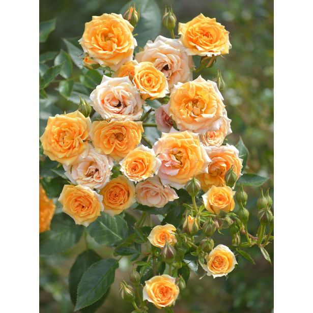 VRTNICA ORANGE BEAUTY V GRMU MINI ORANŽNI CVETOVI 2L VREČKA