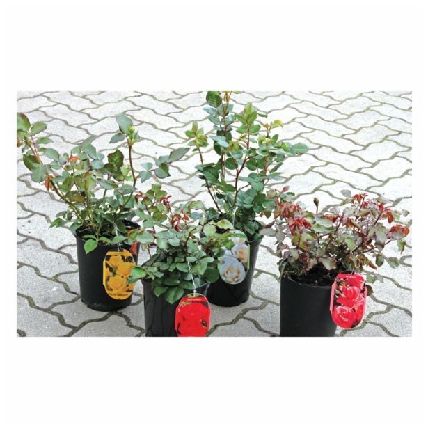 VRTNICA POKROVNE VRTNICE C3