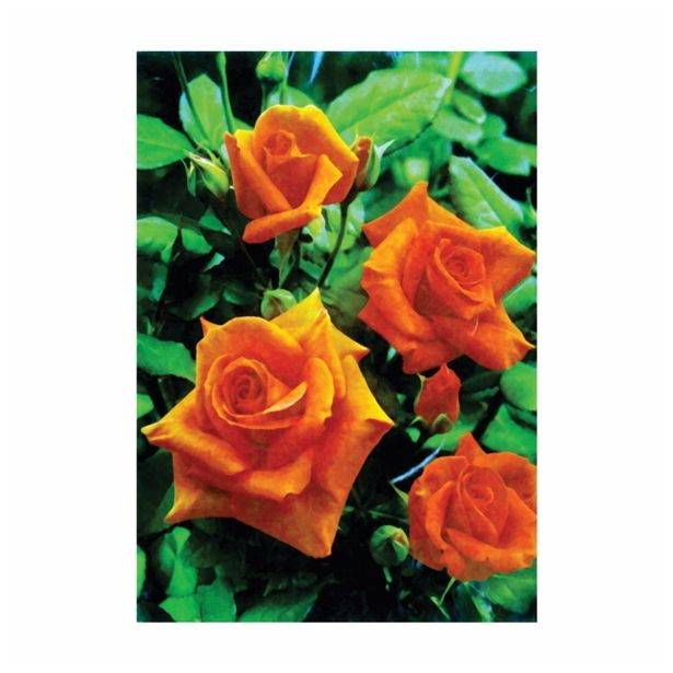 VRTNICA ROSA LONEC 2 L