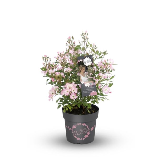 VRTNICA ROSY BOOM L23